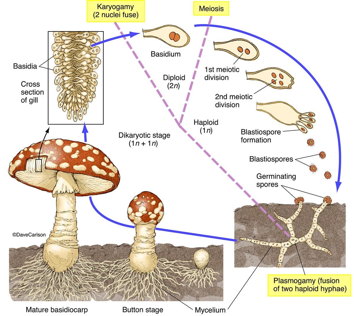 A Quick Deep Dive into Fungi: Understanding Their Nature and Impact
